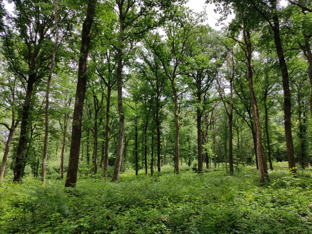 Détecteur de métaux en forêt